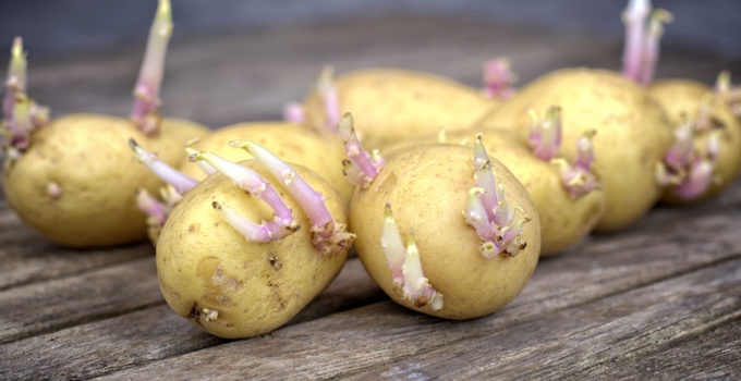 Germination pommes de terre