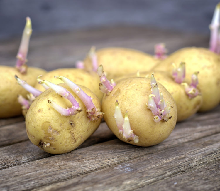 Germination pommes de terre