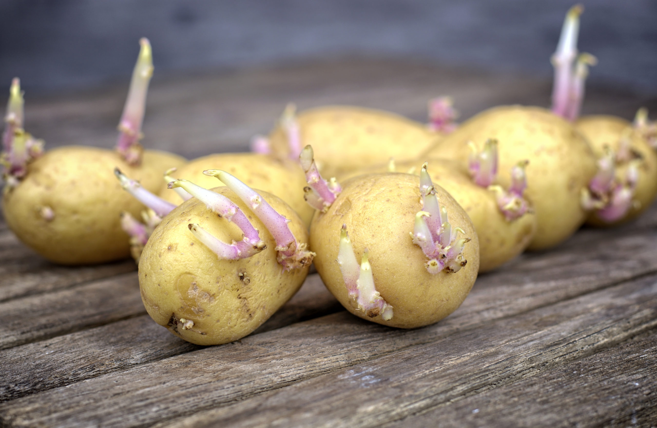 Germination pommes de terre