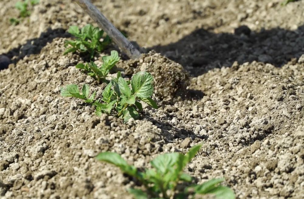 réalisation d'un buttage de pommes de terre à l'aide d'une serfouette