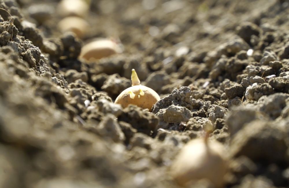 gros plan sur un tubercule de pomme de terre avec les germes en haut