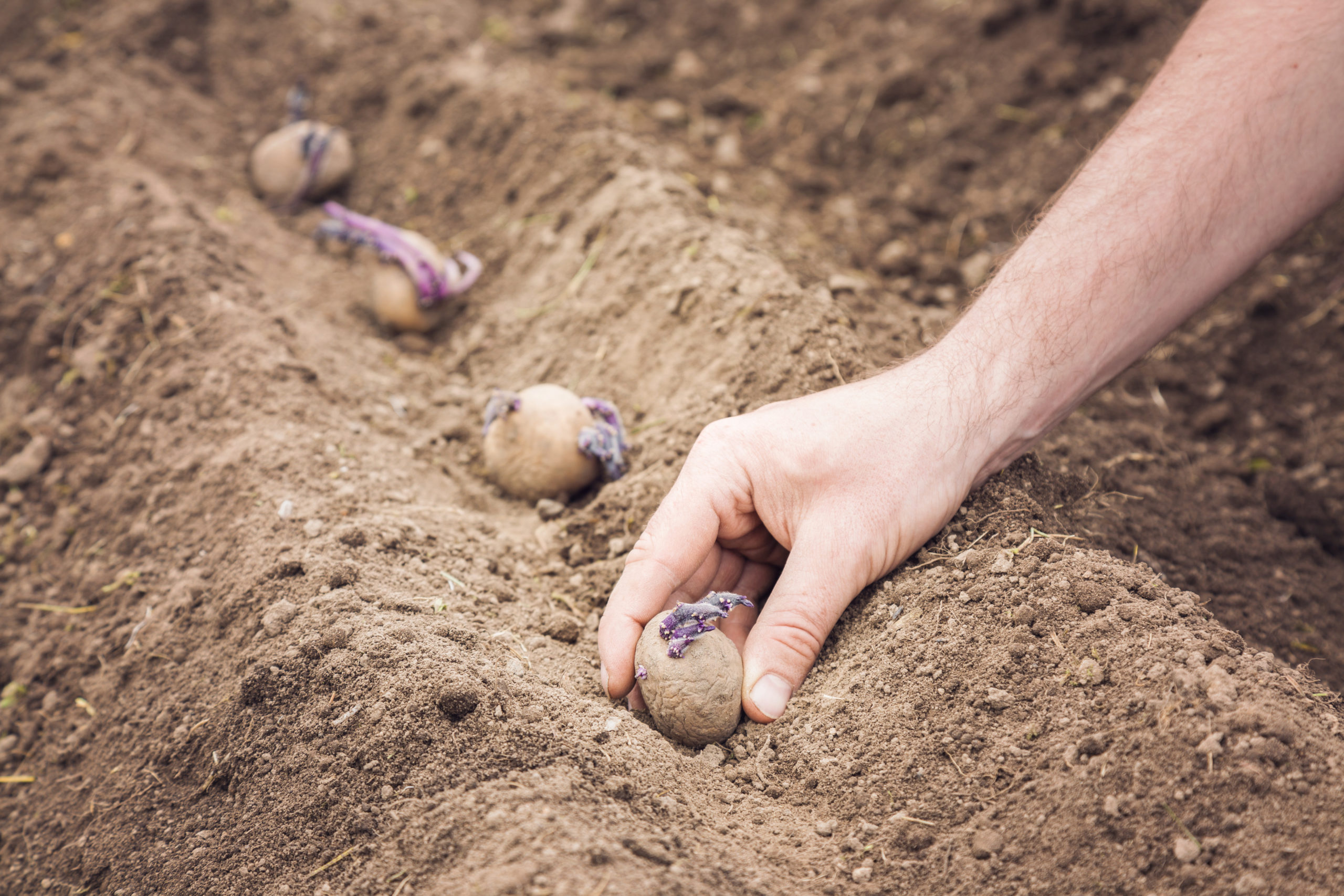 Quand et comment planter les pommes de terre ?