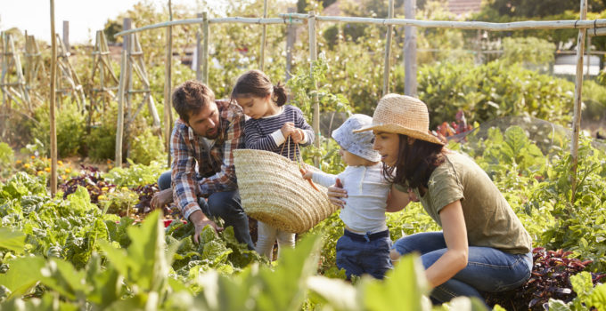 Comment planter l'ail l'oignon l'échalote ?