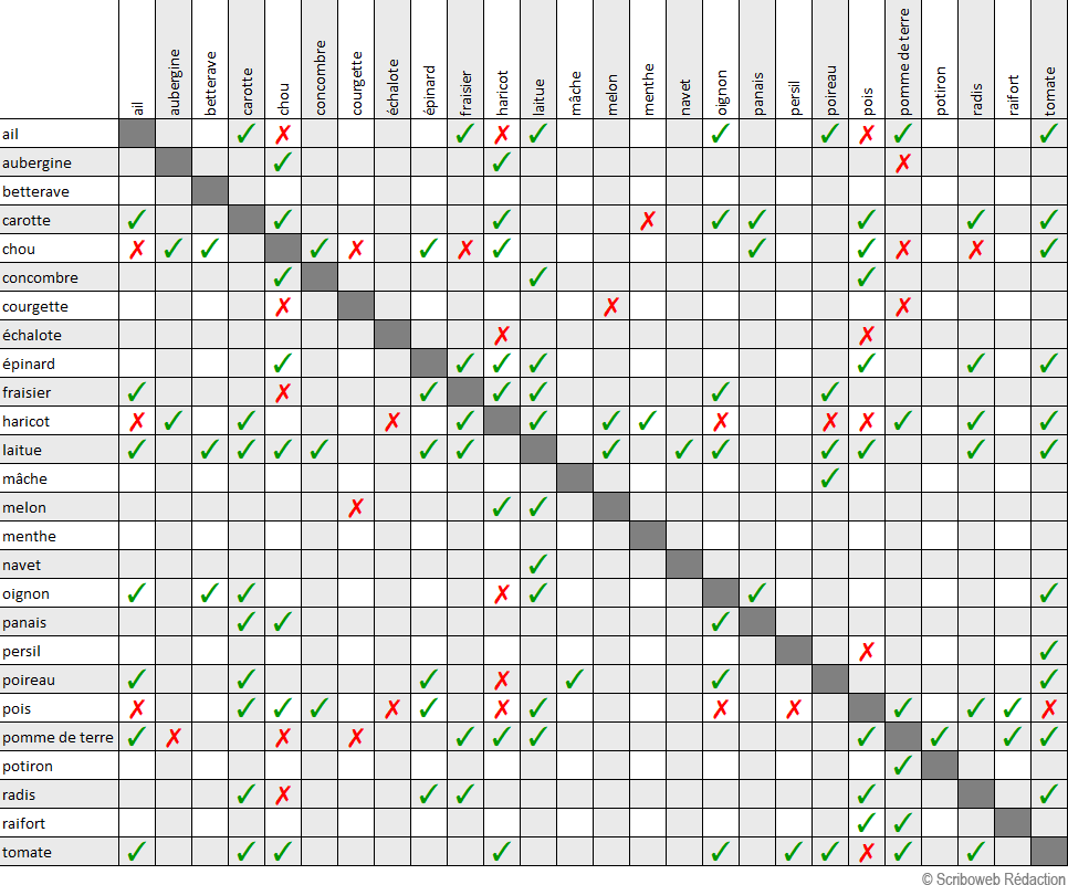 tableau synthétique présentant les bonnes et mauvaises associations de légumes pour faire un potager