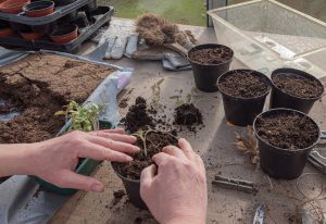 un jardinier repique ses plants de tomate