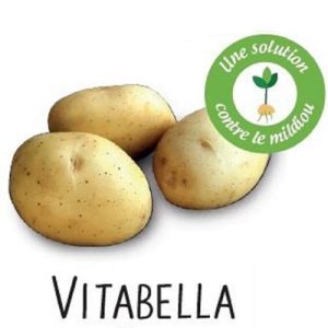 la vitabella une pomme de terre résistante au mildiou