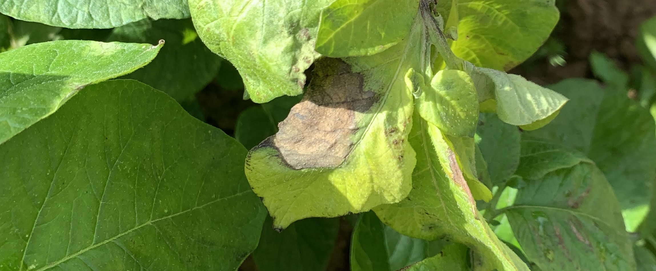 feuille de pommes de terre atteinte de mildiou