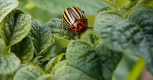 un doryphore est posé sur une feuille de pomme de terre