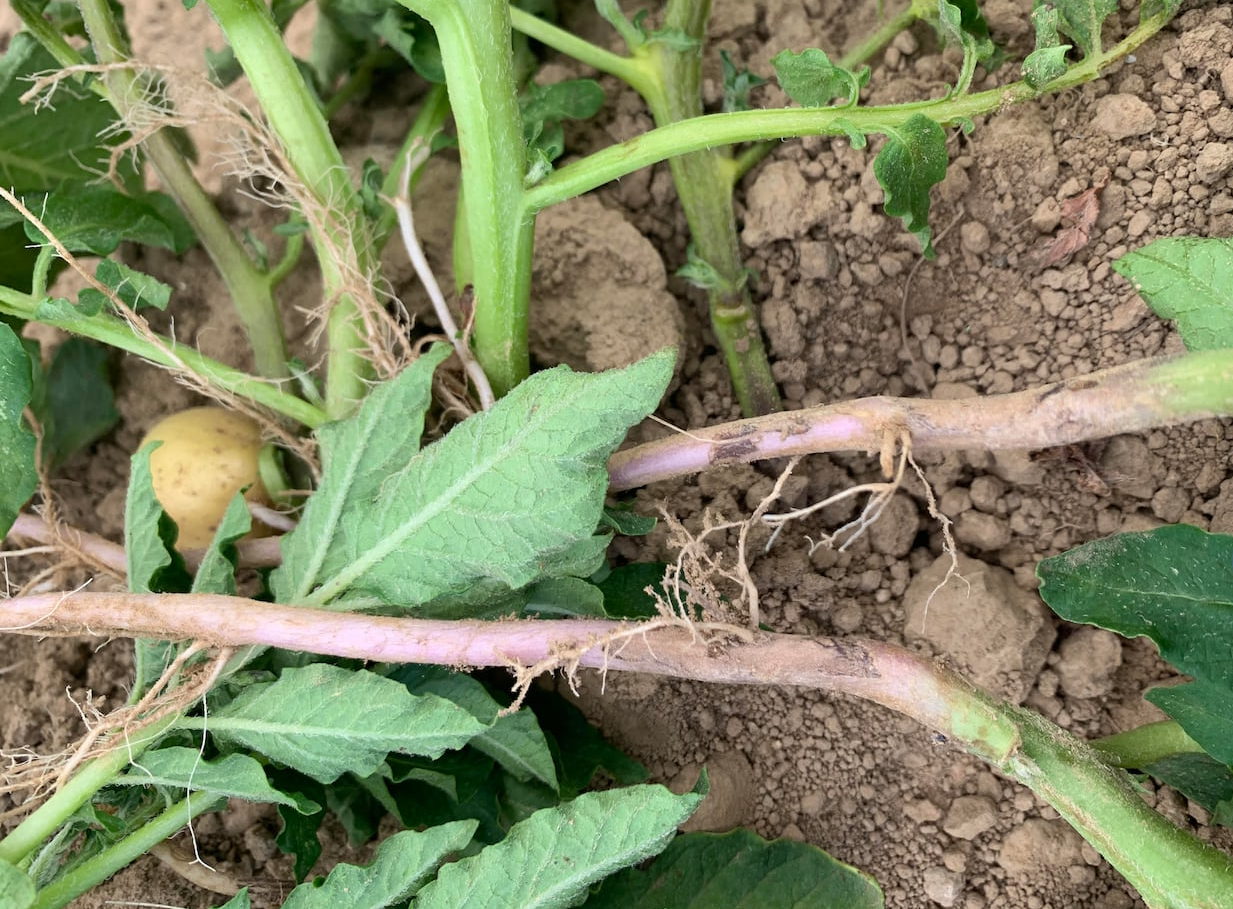 plant de pomme de terre infecté par le rhizoctonia solani