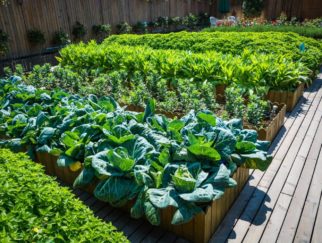un potager divisé en carrés pour faciliter la rotation des cultures
