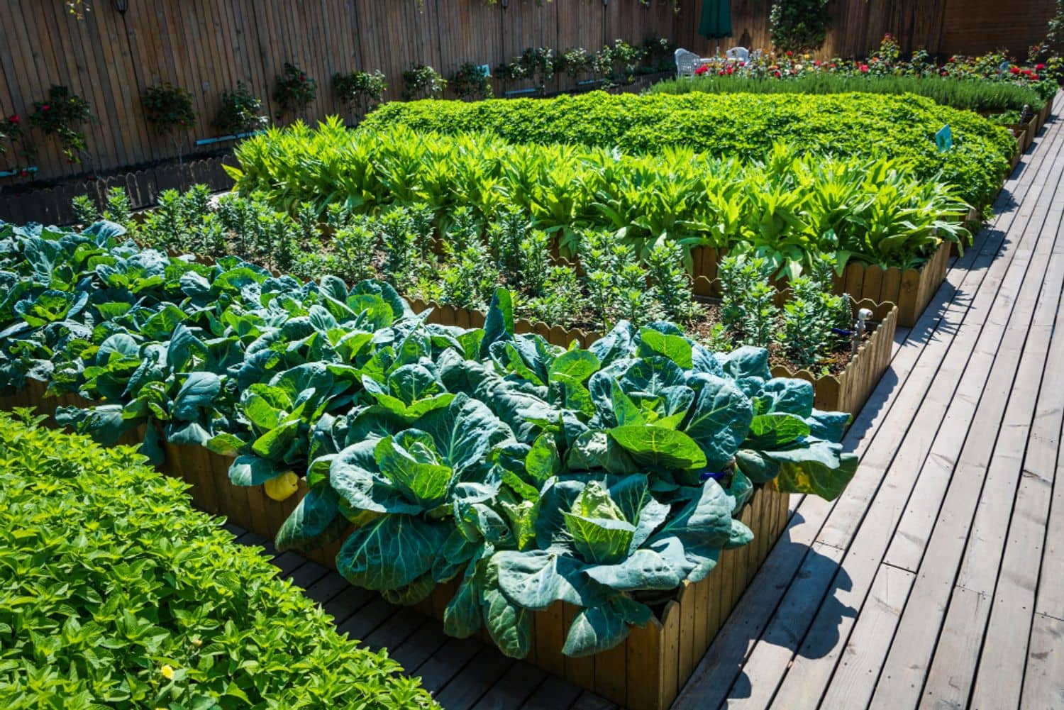 un potager divisé en carrés pour faciliter la rotation des cultures