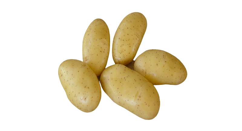 cinq pommes de terre variété Belle de Fontenay
