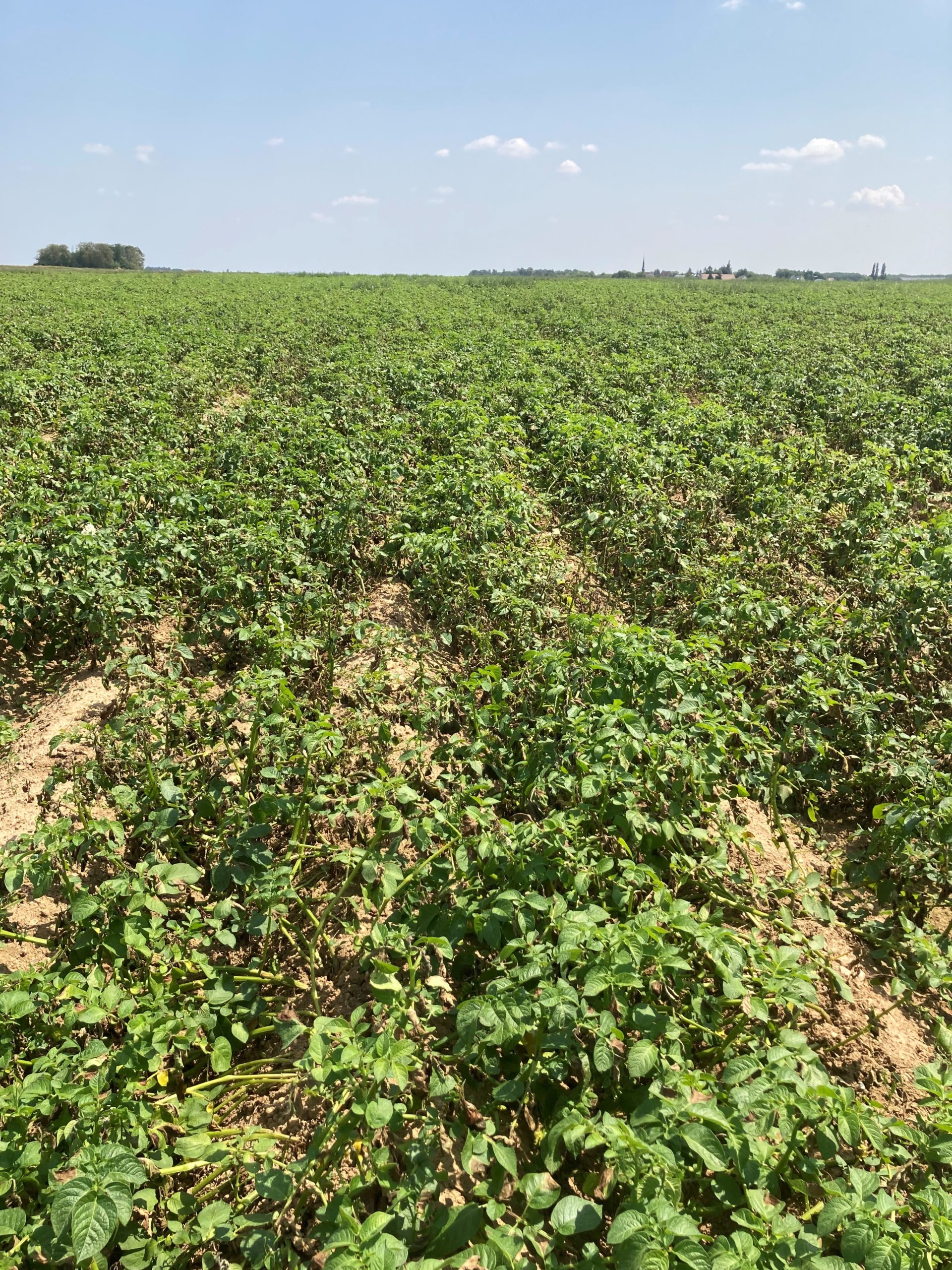 Pomme de terre : plantation, culture et récolte - Gamm vert