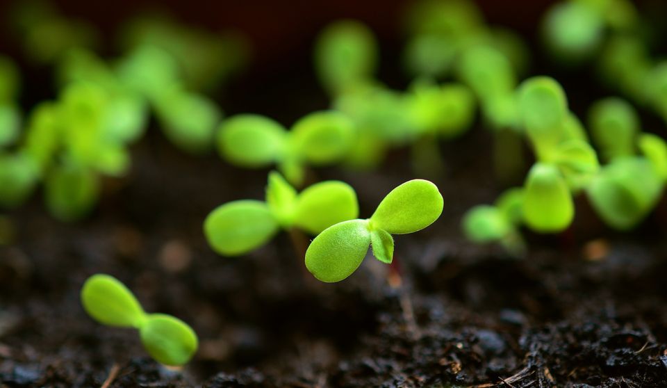 Réussir ses semis au potager : nos conseils et astuces